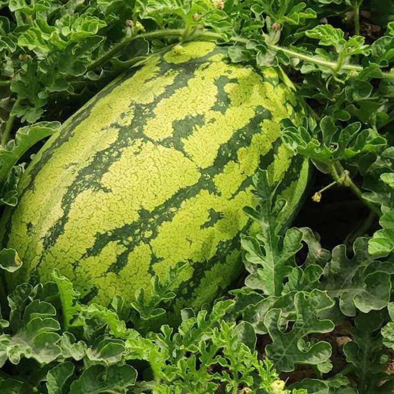 硒瓜应季包邮新鲜西瓜水果硒斤宁夏18中卫富砂瓜石缝压砂瓜沙瓤