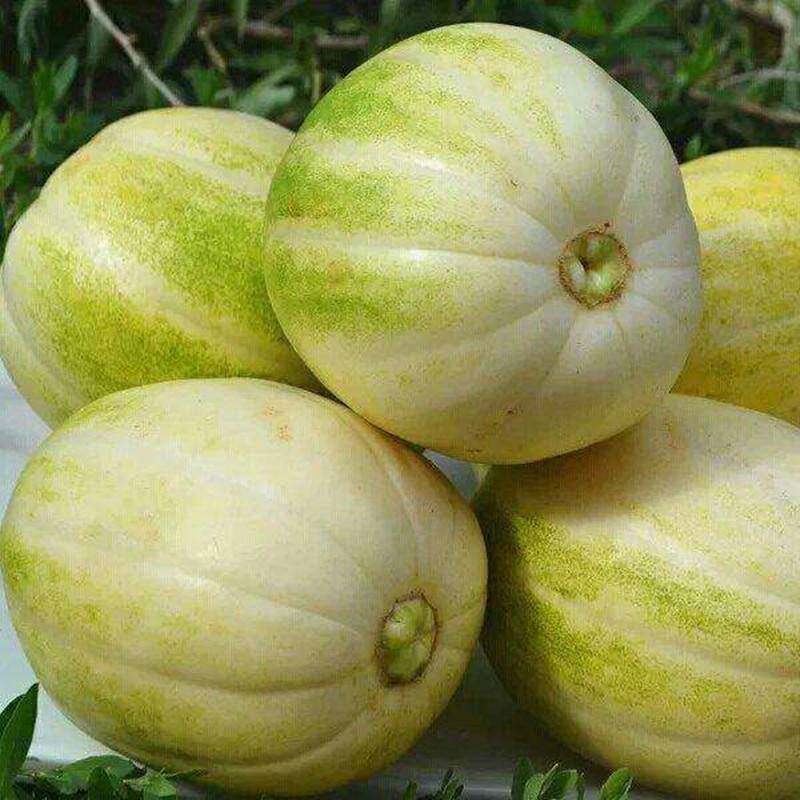 内蒙巴盟香瓜甜瓜新鲜当季水果五原特产白莲脆应季香瓜5斤整