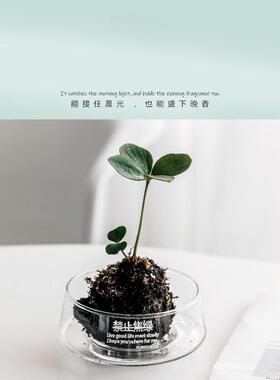 透明大口径玻璃花瓶禁止蕉绿苔藓水培花盆酒店装饰办公室桌面摆件