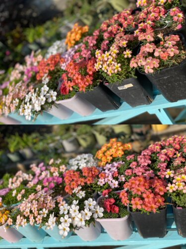 酢浆草【早花品种合集二】趣味秋植爆花球根酢浆草 酢酱草新手植 - 图0