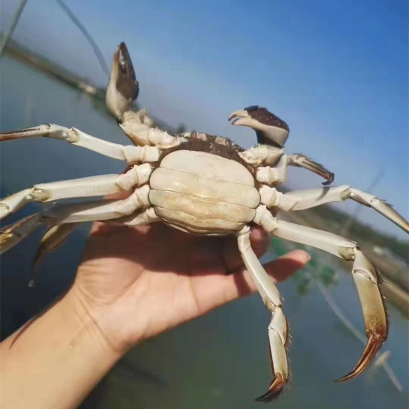 固城湖大闸蟹鲜活特大高淳螃蟹5~6两公蟹4~4.5两母蟹九指蟹六只装,淘宝优惠券,粉丝福利购,淘宝优惠卷