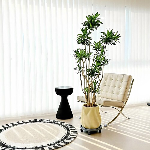 百合竹客厅大型盆栽室内好养真植物老桩龙血树多头金心竹高端绿植 - 图1