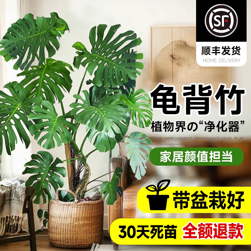 龟背竹老桩客厅大盆栽室内净化空气植物仙洞龟背懒人好养大叶绿植,淘宝优惠券,粉丝福利购,淘宝优惠卷