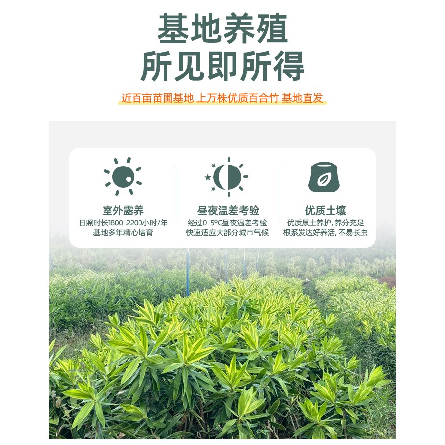 百合竹客厅大型盆栽室内好养真植物老桩龙血树多头金心竹高端绿植