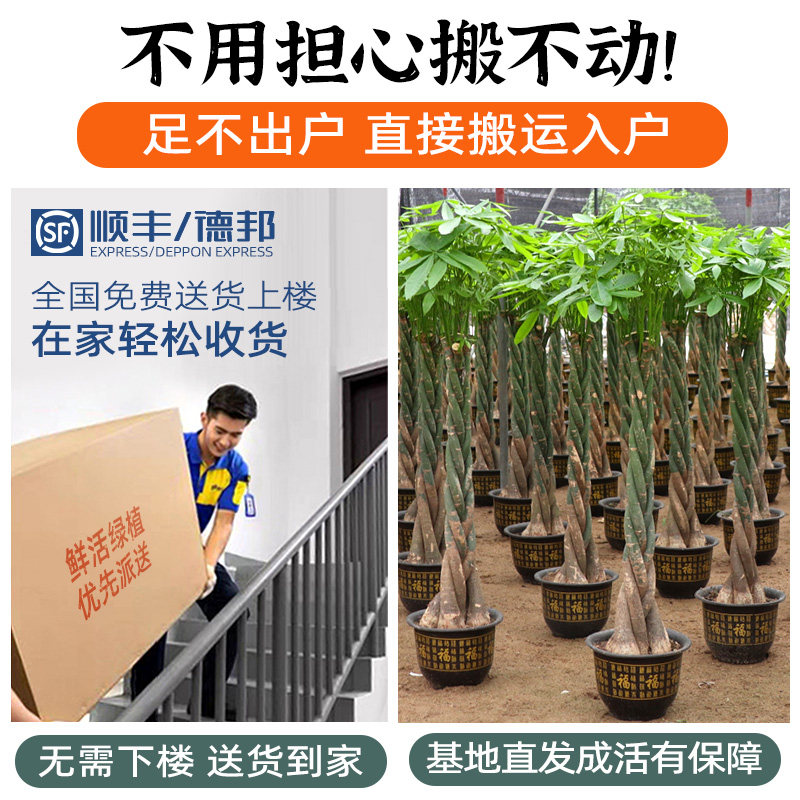 辫子发财树盆栽 大招财树盆景办公室乔迁开张除甲醛客厅室内植物,淘宝优惠券,粉丝福利购,淘宝优惠卷