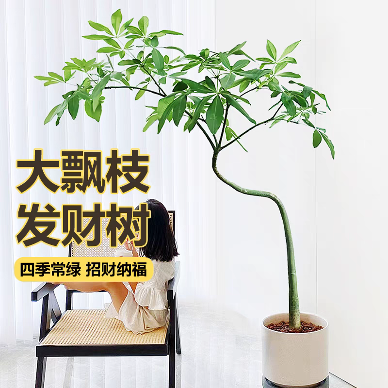 原生发财树客厅盆栽大招财植物室内办公室好养活绿植网红老桩盆景,淘宝优惠券,粉丝福利购,淘宝优惠卷