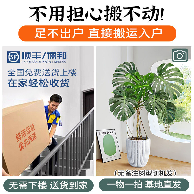 龟背竹老桩客厅大盆栽室内净化空气植物仙洞龟背懒人好养大叶绿植,淘宝优惠券,粉丝福利购,淘宝优惠卷