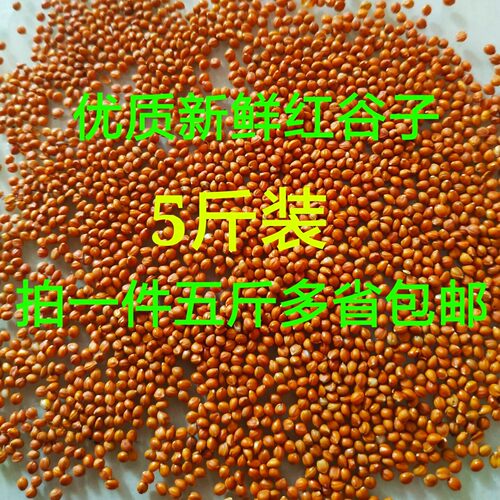 红谷黄谷带壳谷子带壳小米鸟食珍珠文鸟金丝雀金青雪鸽粮五斤包邮 - 图0