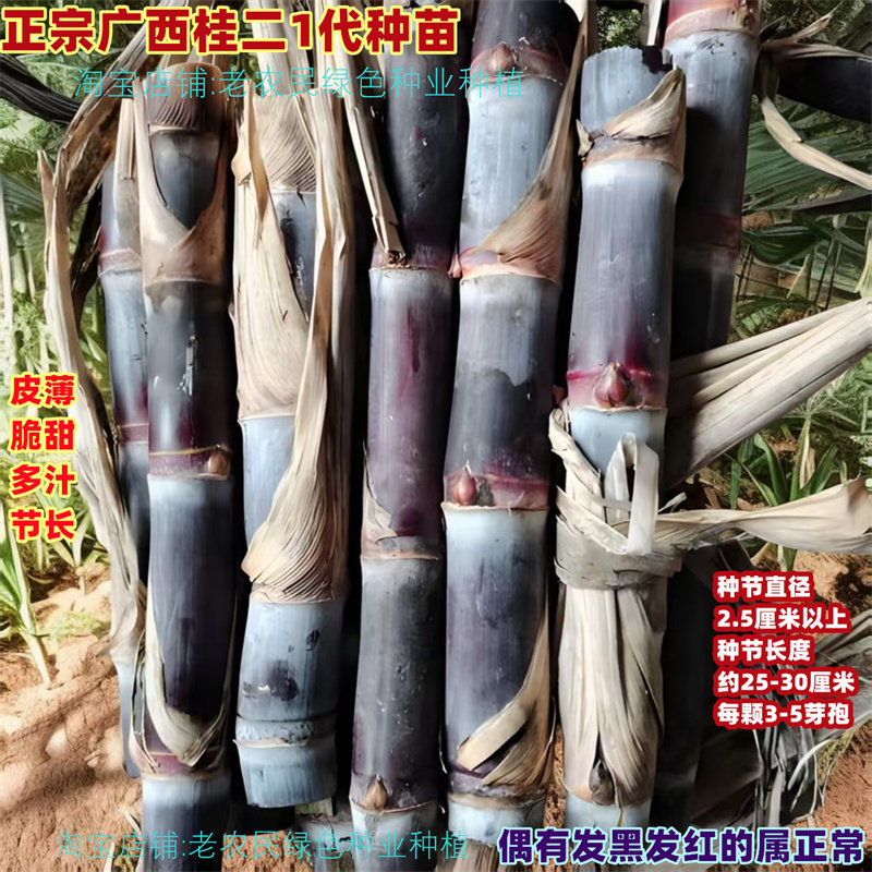 黑皮甘蔗苗南北方甘蔗种种植种苗广西水果种子苗黄皮黄金甘蔗苗种,淘宝优惠券,粉丝福利购,淘宝优惠卷