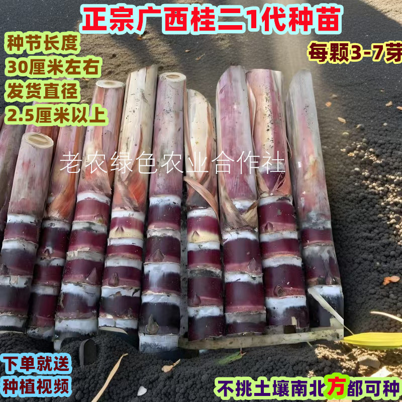 黑皮甘蔗苗南北方甘蔗种种植种苗广西水果种子苗黄皮黄金甘蔗苗种,淘宝优惠券,粉丝福利购,淘宝优惠卷