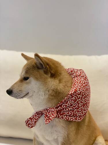 柏万同款柴犬离家出走包宠物包袱猫咪狗狗雪纳瑞柯基全店满38包邮 - 图2