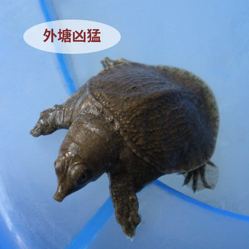 中华鳖水鱼苗甲鱼苗活体小鳖苗龙鱼活体饲料小王八苗小甲鱼苗免邮 - 图1