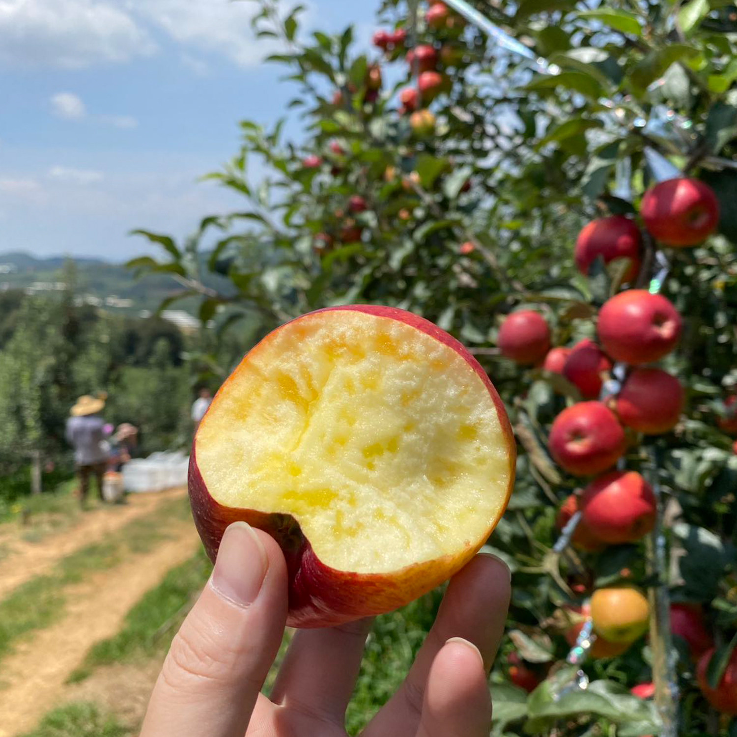 有机苹果云南富士苹果有机种植不打蜡不催红酸甜爽口时令新鲜水果,淘宝优惠券,粉丝福利购,淘宝优惠卷