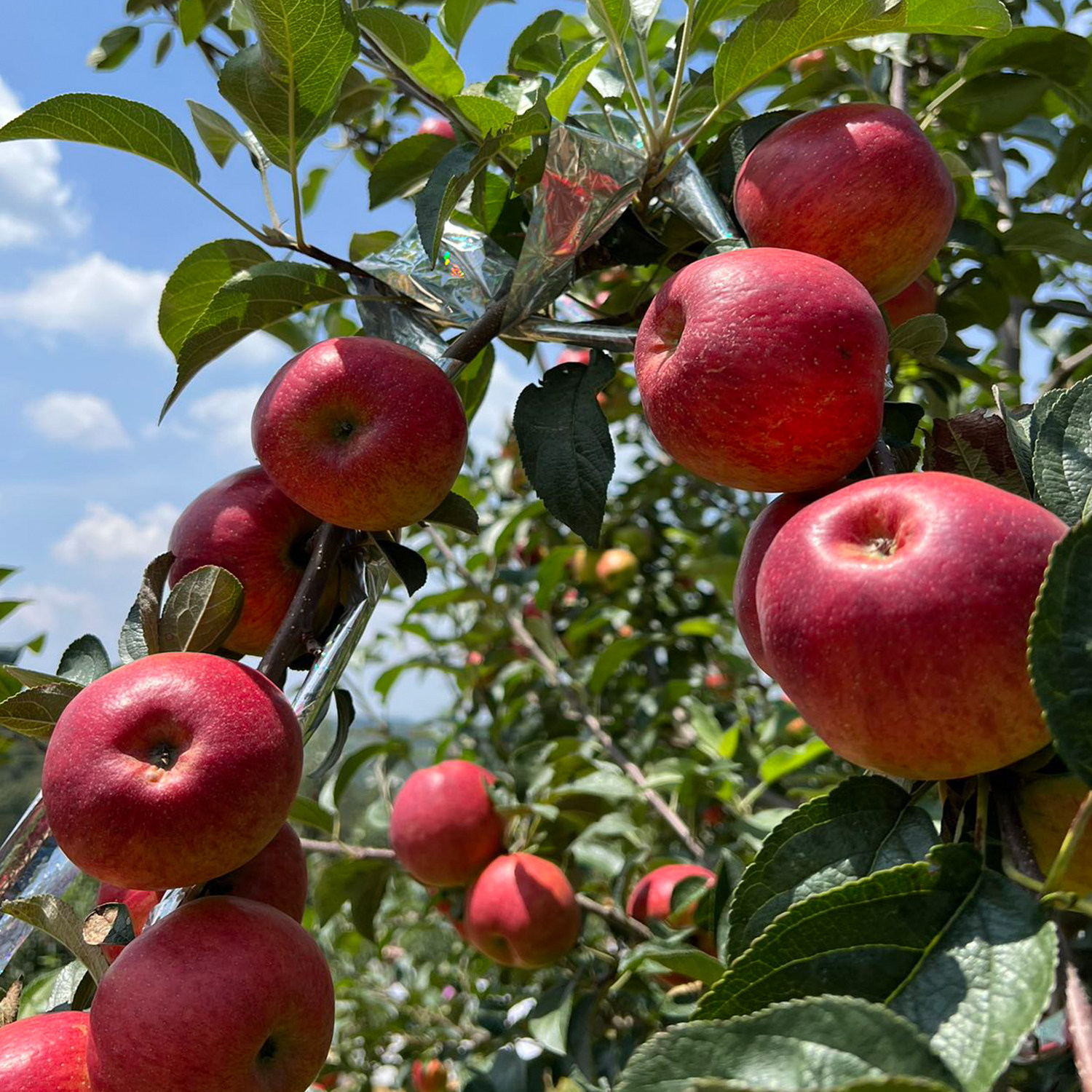 有机苹果云南富士苹果有机种植不打蜡不催红酸甜爽口时令新鲜水果,淘宝优惠券,粉丝福利购,淘宝优惠卷