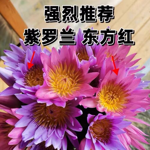 睡莲莲花原土原盆带花苞成品热带勤花丰花水养池塘户外水生植物sl - 图0