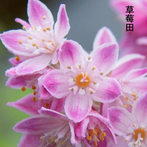 新品植物溲疏苗草莓田雪樱花粉铃铛斑丽阳台盆栽庭院地栽抗病耐寒 - 图3