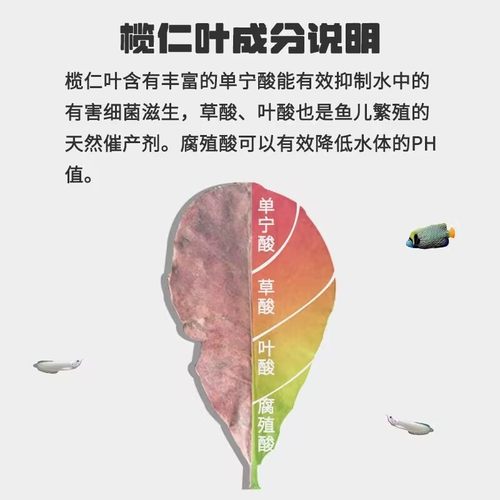 免煮榄仁叶斗鱼懒人叶鱼缸降酸PH值调节剂水族液态乌龟橄榄叶茶包-图2