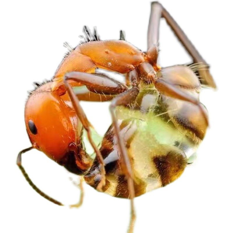 尼科巴弓背蚁 蚂蚁城堡家园别墅庄园生态蚂蚁巢蚁后繁殖 宠物蚂蚁
