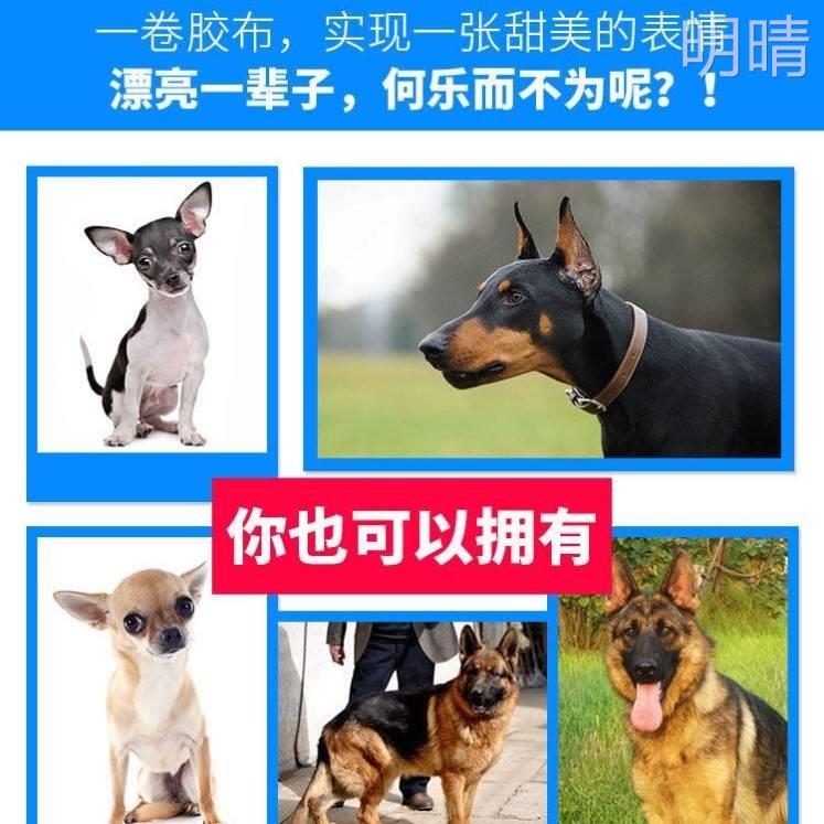 德牧柯基立耳防过敏胶带杜宾犬耳朵辅助器柴犬小型幼犬立耳神器 - 图1