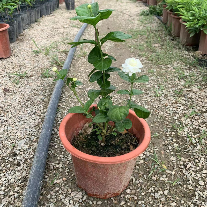 宝珠茉莉重瓣四季开花浓香盆栽虎头茉莉多年生室外植物开花不断-图1