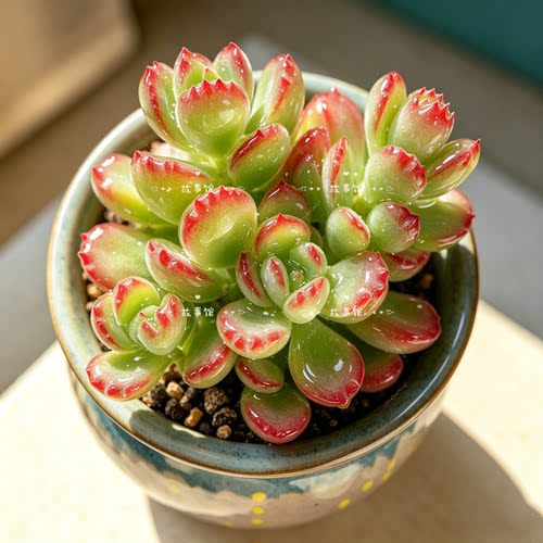 多肉植物 熊童子树熊小老桩稀奇古怪带盆栽好熊掌阳台庭院花卉 - 图1