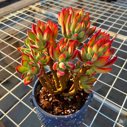 多肉植物 锦晃星老桩红兔耳多头多株苗妖状大盆绿植花卉盆栽 - 图1