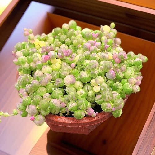 多肉植物 佛珠锦变色型非常漂亮新手推荐含盆土净化空气花卉绿植 - 图1