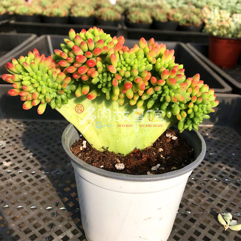 多肉植物【青松缀化】带板子/多肉故事馆/奇趣进口品种盆栽_虎窝淘