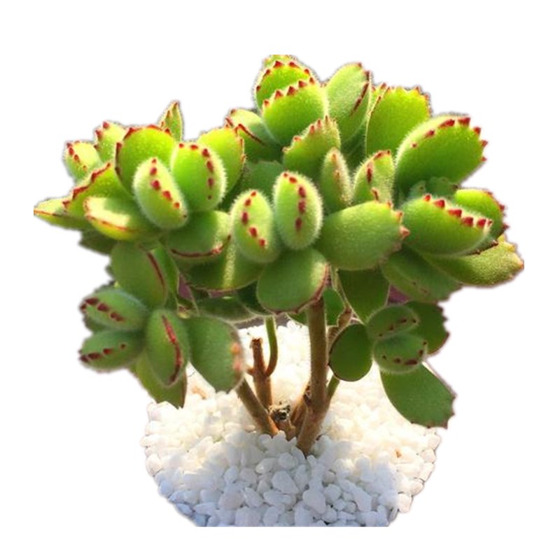多肉植物 熊童子 树熊 小老桩萌肉熊掌开花款多头吸甲醛防辐射 多肉故事馆 淘优券