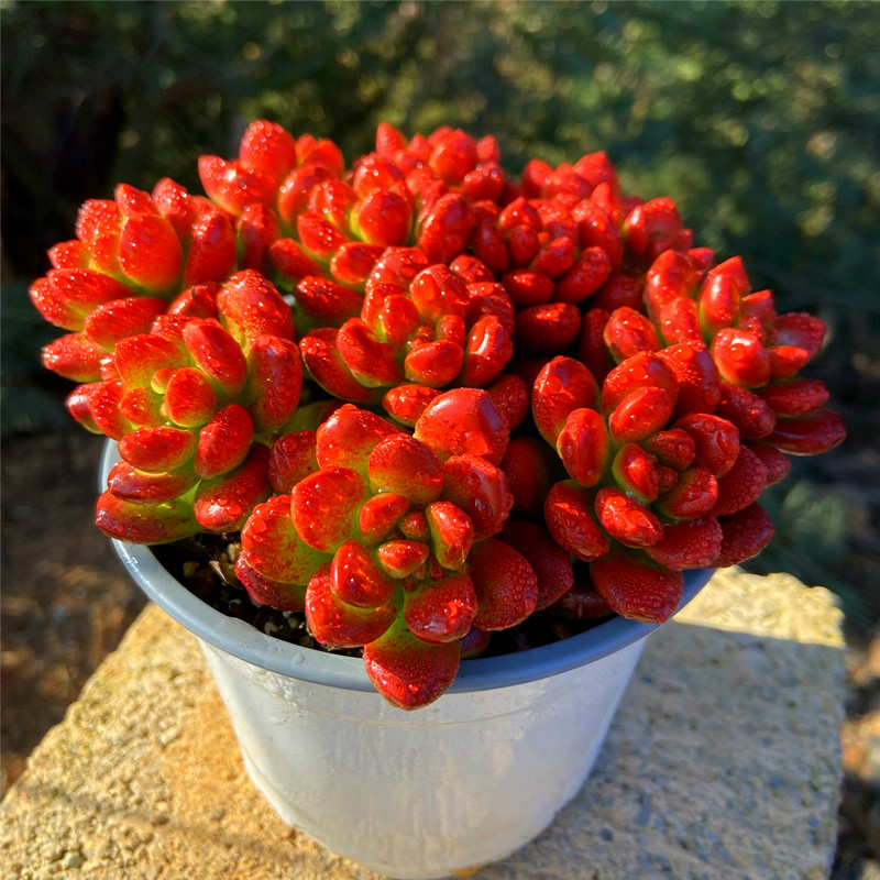 多肉植物  福满红豆 多株带盆栽好丸叶松之绿美观净化空气 - 图1