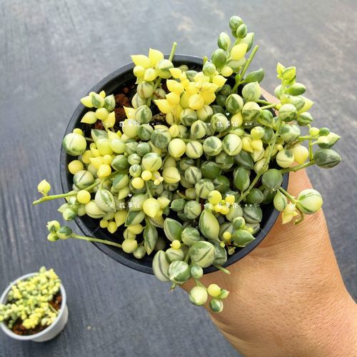 多肉植物 佛珠锦变色型非常漂亮新手推荐含盆土净化空气花卉绿植 - 图0
