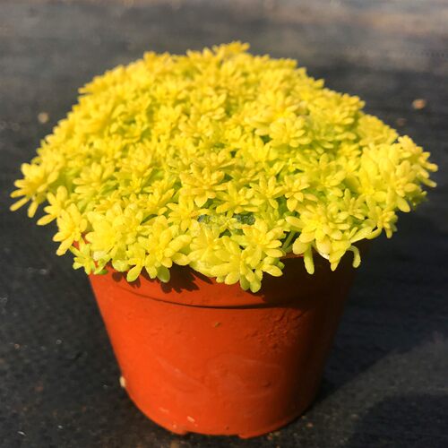 多肉植物 黄金万年草好养易活铺面造景百搭针叶带盆奇趣植物盆栽 - 图3