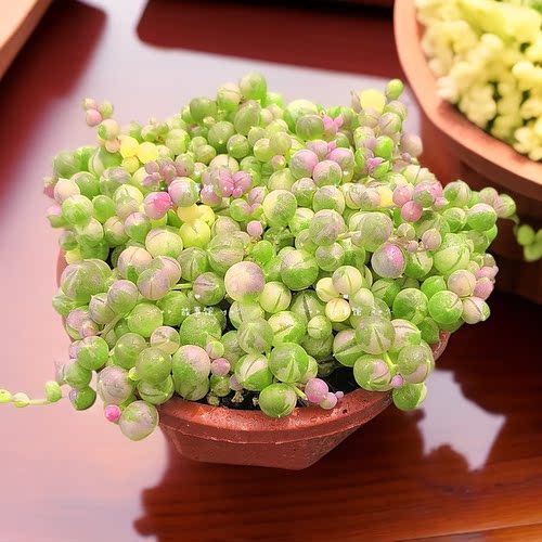 多肉植物 佛珠锦变色型非常漂亮新手推荐含盆土净化空气花卉绿植 - 图2