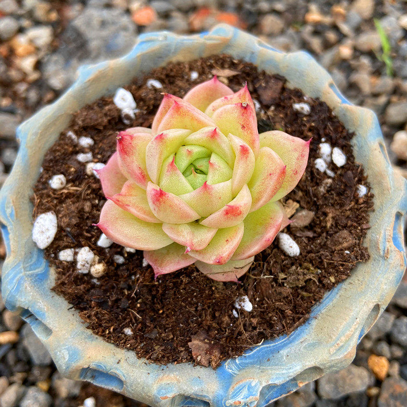 通販専売 萌豆錦 多肉植物 フラワー ガーデン Www Repain Es