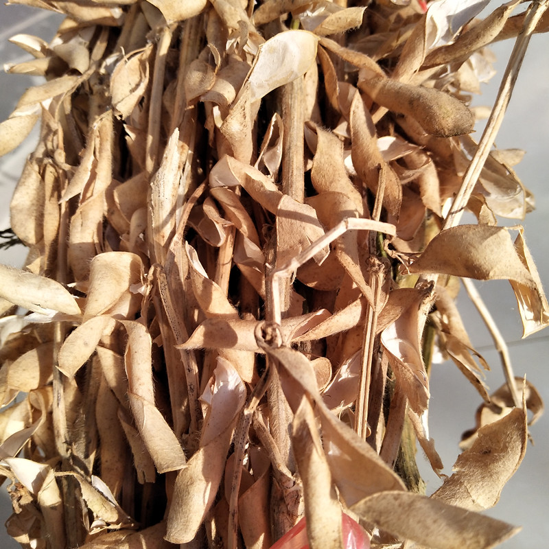 天然大豆杆黄豆秆黑豆杆黑芝麻杆豆萁杆干花结婚装饰插花拍摄道具-图2