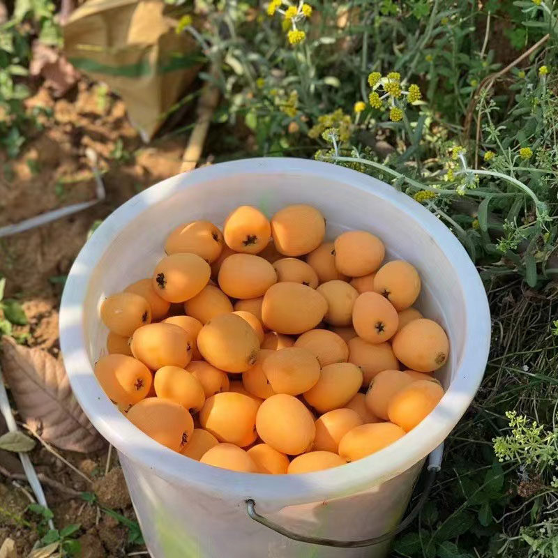 四川攀枝花米易甜枇杷果大五星新鲜水果琵琶5斤当季应季整箱孕妇