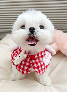 宠物衣服狗狗装饰披肩猫咪小型犬可爱围巾围脖拍照装饰道具小型犬