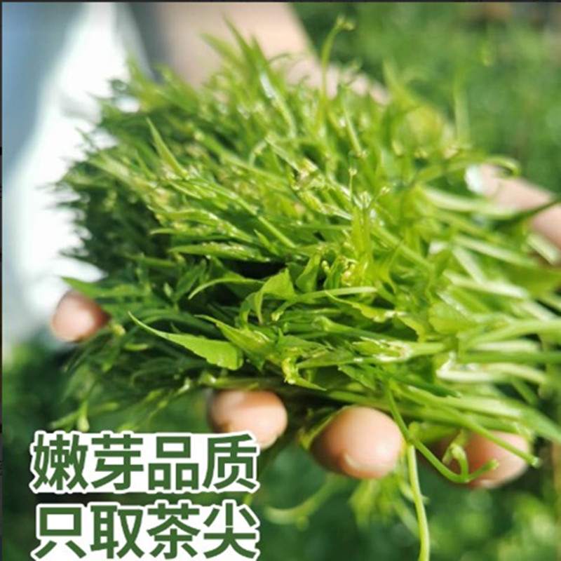 奇湘溪张家界莓茶野生正品黄金龙须芽尖霉茶长寿村藤茶2025新茶 - 图0