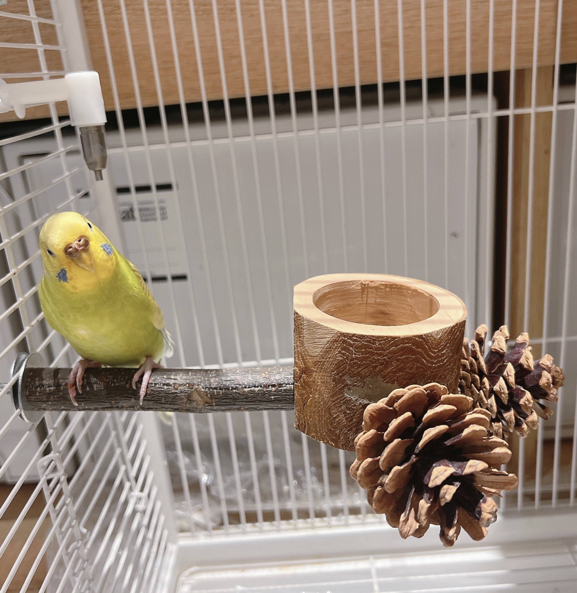 鹦鹉鸟天然苹果木松果站架食碗组合站立栖息磨嘴磨爪喂食牡丹虎皮 - 图2