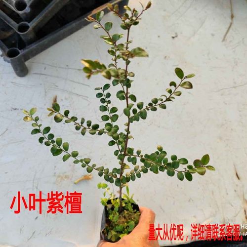 四大名贵苗木海南黄花梨金丝楠木树苗珍稀植物沉香小叶紫檀庭院-图3