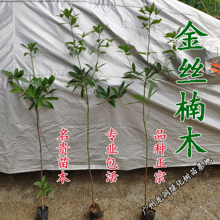 四大名贵苗木海南黄花梨金丝楠木树苗珍稀植物沉香小叶紫檀庭院 - 图2