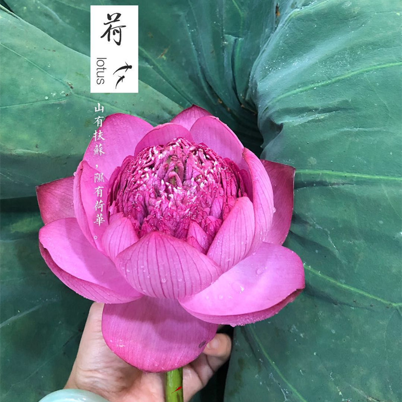 泰国莲花鲜花速递全国蟠桃重瓣白色粉色荷花莲蓬家庭用花5支新品