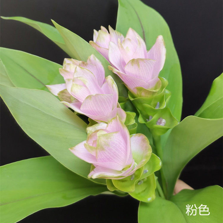 夏日当季花材优选精品鲜花速递姜荷花家庭用花花期长5