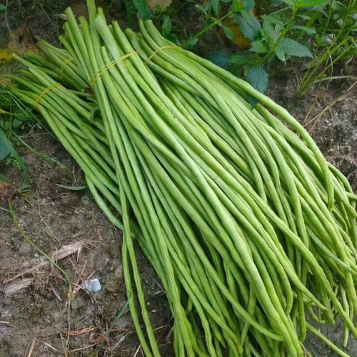 皖南池州特产脱水农家自制干豆角 干豇豆干货长豇豆250g - 图0