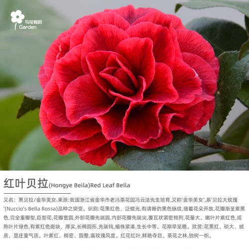红叶贝拉大玫瑰山茶花树苗盆栽树苗黑紫红金华美女庭院窗台带花苞 - 图1