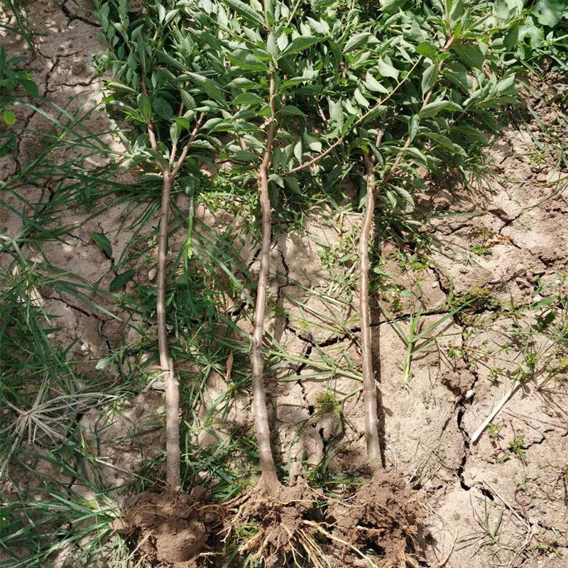 西梅树树苗嫁接蜂糖李子南方北方种植庭院阳台盆栽地栽特大果树苗-图2