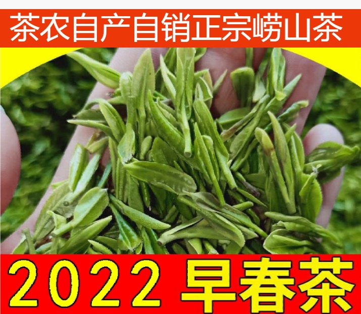 2022现炒正宗青岛崂山绿茶特级新茶高档头采手工扁茶卷曲松针250g