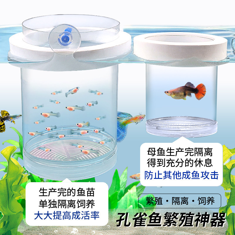 孔雀鱼小鱼繁殖隔离盒鱼缸鱼苗分隔网凤尾鱼孕母鱼孵化器生产专用,淘宝优惠券,粉丝福利购,淘宝优惠卷