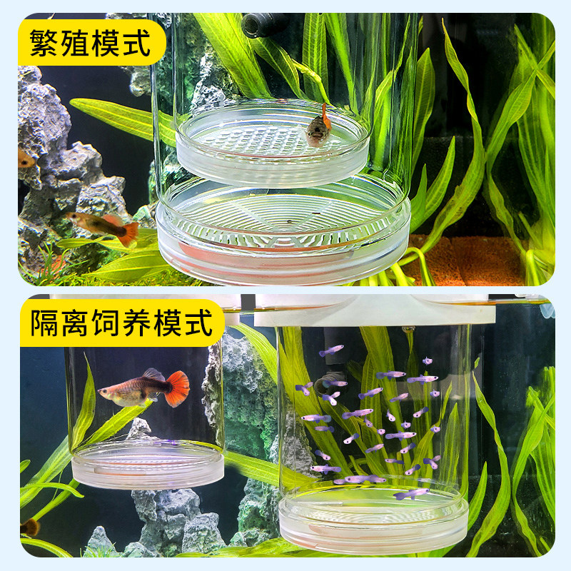 孔雀鱼小鱼繁殖隔离盒鱼缸鱼苗分隔网凤尾鱼孕母鱼孵化器生产专用,淘宝优惠券,粉丝福利购,淘宝优惠卷