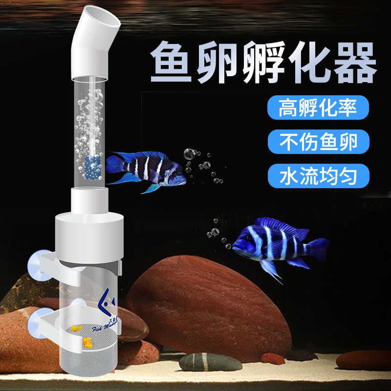 鱼卵孵化 新人首单立减十元 22年9月 淘宝海外 鱼卵孵化 新人首单立减十元 22年9月 淘宝海外